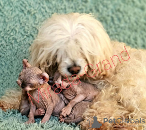 Photo №3. Elf.Kitties Elf.Elf.ELF. Fédération de Russie