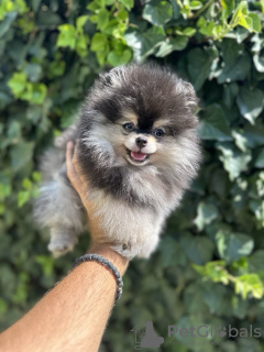 Photos supplémentaires: Chiots Spitz de Poméranie