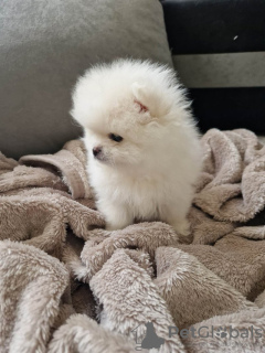 Photo №4. Je vais vendre spitz nain en ville de Bielefeld. annonce privée - prix - 404€