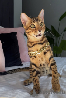 Photo №1. bengal - à vendre en ville de Cairns | 2809€ | Annonce № 176654