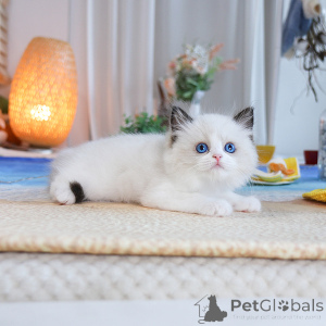 Photo №1. ragdoll - à vendre en ville de Aarschot | 250€ | Annonce № 152273