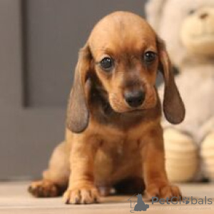 Photo №3. Rencontrez Lesley, un chiot teckel miniature mâle exceptionnel, prêt à partir. Allemagne