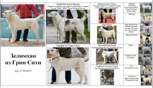 Photo №2 de l'annonce № 4254 de la vente berger d'asie centrale - acheter à Fédération de Russie annonce privée