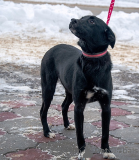 Photos supplémentaires: Nous recherchons un foyer et une famille pour la chienne affectueuse et