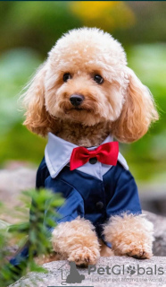 Photo №3. Chiot Yorkiepoo (York & Toy Poodle) avec pedigree.. Pologne