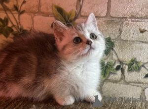 Photo №1. munchkin - à vendre en ville de Brême | négocié | Annonce № 160384