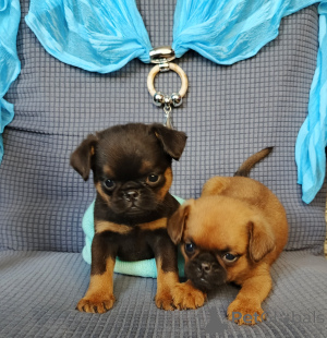 Photo №2 de l'annonce № 167165 de la vente petit brabançon - acheter à Fédération de Russie annonce privée