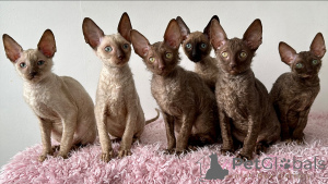 Photo №1. cornish rex - à vendre en ville de Ansubrg | négocié | Annonce № 164263