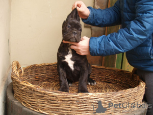 Photos supplémentaires: Chiots cane corso à vendre