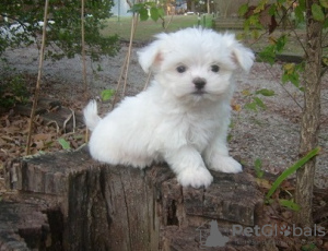 Photo №1. bichon maltais - à vendre en ville de Lancy | 351€ | Annonce №107524