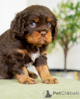 Photo №1. cavalier king charles spaniel - à vendre en ville de Dalarna | négocié | Annonce №155454