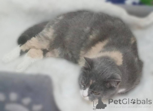 Photo №4. Je vais vendre  en ville de Khimki. de l'abri - prix - Gratuit