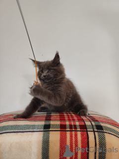 Photo №2 de l'annonce № 137753 de la vente maine coon - acheter à Allemagne annonce privée