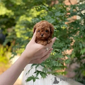 Photo №1. caniche (jouet) - à vendre en ville de Texas City | 425€ | Annonce №139163