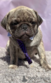 Photo №1. carlin - à vendre en ville de Geilenkirchen | 380€ | Annonce №158712