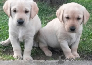 Photo №1. golden retriever - à vendre en ville de Riksgränsen | 319€ | Annonce №143860
