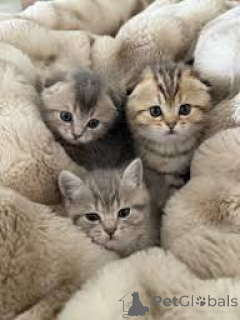 Photo №1. scottish fold - à vendre en ville de Cracovie | 400€ | Annonce № 173297