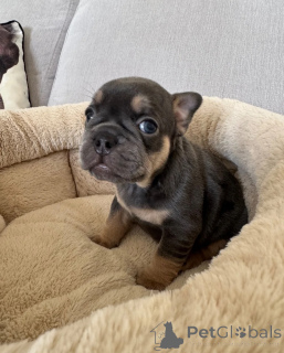 Photo №1. bouledogue - à vendre en ville de Cádi | 400€ | Annonce №172870
