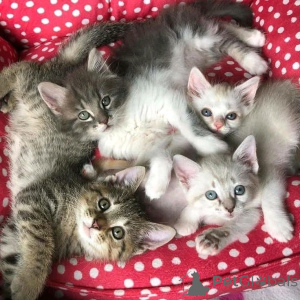 Photo №3. Amerikanische Kurzhaarkätzchen Zur Adoption. Allemagne