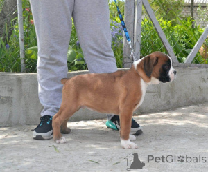 Photo №1. boxer - à vendre en ville de Anvers | négocié | Annonce №169054