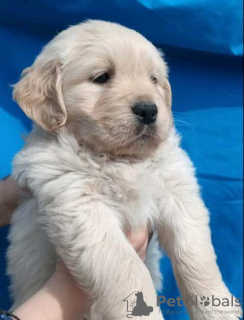 Photo №3. Chiots Golden Retriever. Serbie