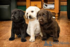 Photo №1. labrador retriever - à vendre en ville de Ceske Budejovice | négocié | Annonce №170697