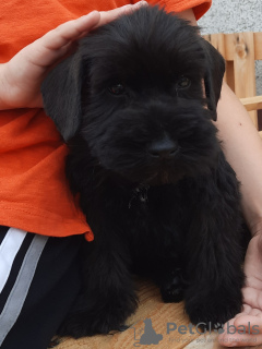 Photo №2 de l'annonce № 10541 de la vente odis - acheter à Ukraine éleveur