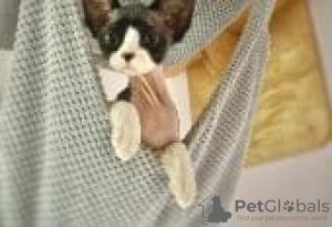 Photo №1. devon rex - à vendre en ville de Эттербек | Gratuit | Annonce № 127996