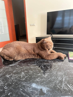 Photo №3. Chaton mâle britannique à poil court. Allemagne