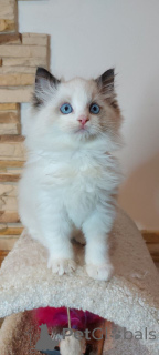 Photo №1. ragdoll - à vendre en ville de Barsel | 300€ | Annonce № 160606