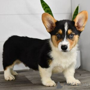 Photo №1. welsh corgi - à vendre en ville de Arnsberg | 350€ | Annonce №151404
