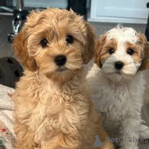 Photo №1. labradoodle - à vendre en ville de Amsterdam | 700€ | Annonce №160802