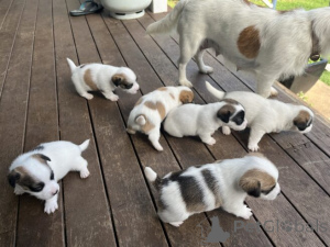 Photo №4. Je vais vendre petit chien russe en ville de Weißwasser. annonce privée - prix - 580€