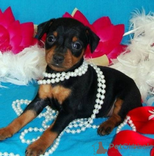 Photo №1. pinscher miniature - à vendre en ville de Rossberg | négocié | Annonce №158400
