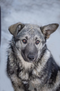 Photo №2 de l'annonce № 48020 de la vente chien bâtard - acheter à Fédération de Russie annonce privée