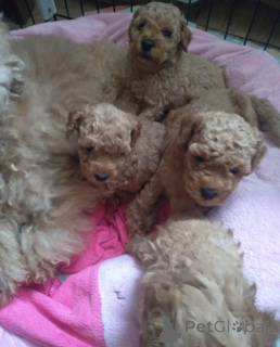 Photo №3. Poodle Mini. Georgia