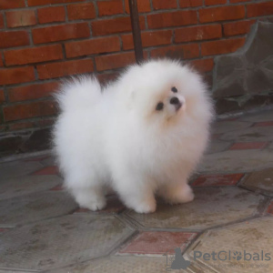 Photo №4. Je vais vendre spitz nain en ville de Штутгарт. annonce privée - prix - 265€