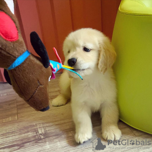 Photos supplémentaires: Labrador retriever