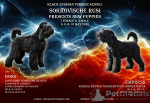 Photos supplémentaires: Chiots de terrier noir russe