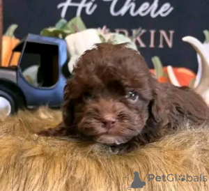 Photo №3. Chiot à caniche standard pour la réhomation. USA