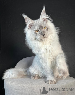 Photo №3. Luna aussi magique que le clair de lune et deux fois plus douce. La finlande