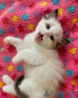 Photo №1. ragdoll - à vendre en ville de Brême | négocié | Annonce № 158062
