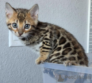 Photo №1. bengal - à vendre en ville de Estringen | 350€ | Annonce № 177963