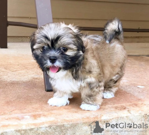 Photo №2 de l'annonce № 99908 de la vente shih tzu - acheter à Allemagne éleveur