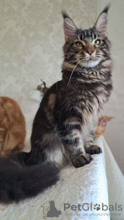 Photo №4. Je vais vendre maine coon en ville de Афины. annonce privée - prix - 1000€