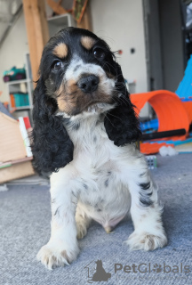 Photo №1. cocker spaniel anglais - à vendre en ville de Żelazna | 600€ | Annonce №129125