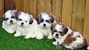Photo №1. shih tzu - à vendre en ville de Luven | 194€ | Annonce №165749