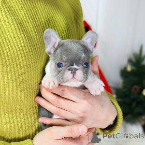 Photo №1. bouledogue - à vendre en ville de Cambridge | 242€ | Annonce №156352