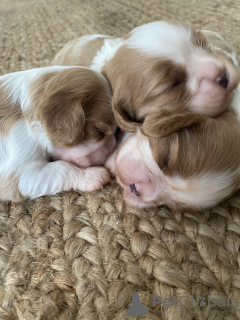 Photo №4. Je vais vendre cavalier king charles spaniel en ville de Vienna. de la fourrière - prix - 2450€