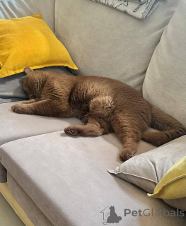 Photo №4. Je vais vendre british shorthair en ville de Berlin. éleveur - prix - négocié